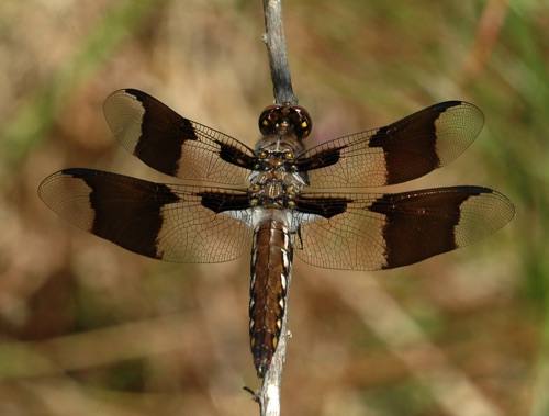 Male, immature
2006_04_10_Floyd